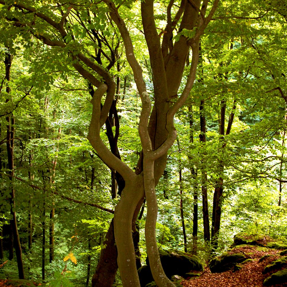 REFUGIUM.BETZENSTEIN | Natururlaub Deutschland, Natur Erleben im Naturpark Fränkische Schweiz, Bio-Hotel Bayern, Luxus-Apartment, Öko-Ferienhaus für Allergiker in Franken, Urlaub in der Natur Deutschland