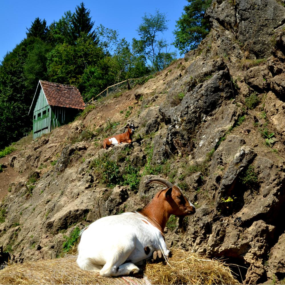 REFUGIUM.BETZENSTEIN | Natururlaub Deutschland, Natur Erleben im Naturpark Fränkische Schweiz, Bio-Hotel Bayern, Luxus-Apartment, Öko-Ferienhaus für Allergiker in Franken, Urlaub in der Natur Deutschland