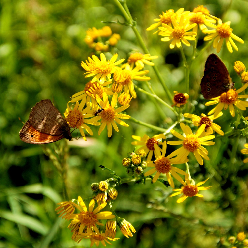REFUGIUM.BETZENSTEIN | Natururlaub Deutschland, Natur Erleben im Naturpark Fränkische Schweiz, Bio-Hotel Bayern, Luxus-Apartment, Öko-Ferienhaus für Allergiker in Franken, Urlaub in der Natur Deutschland